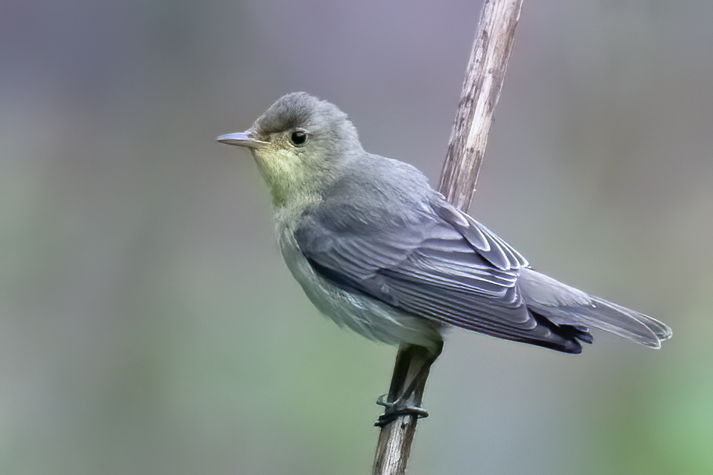 Icterine Warbler